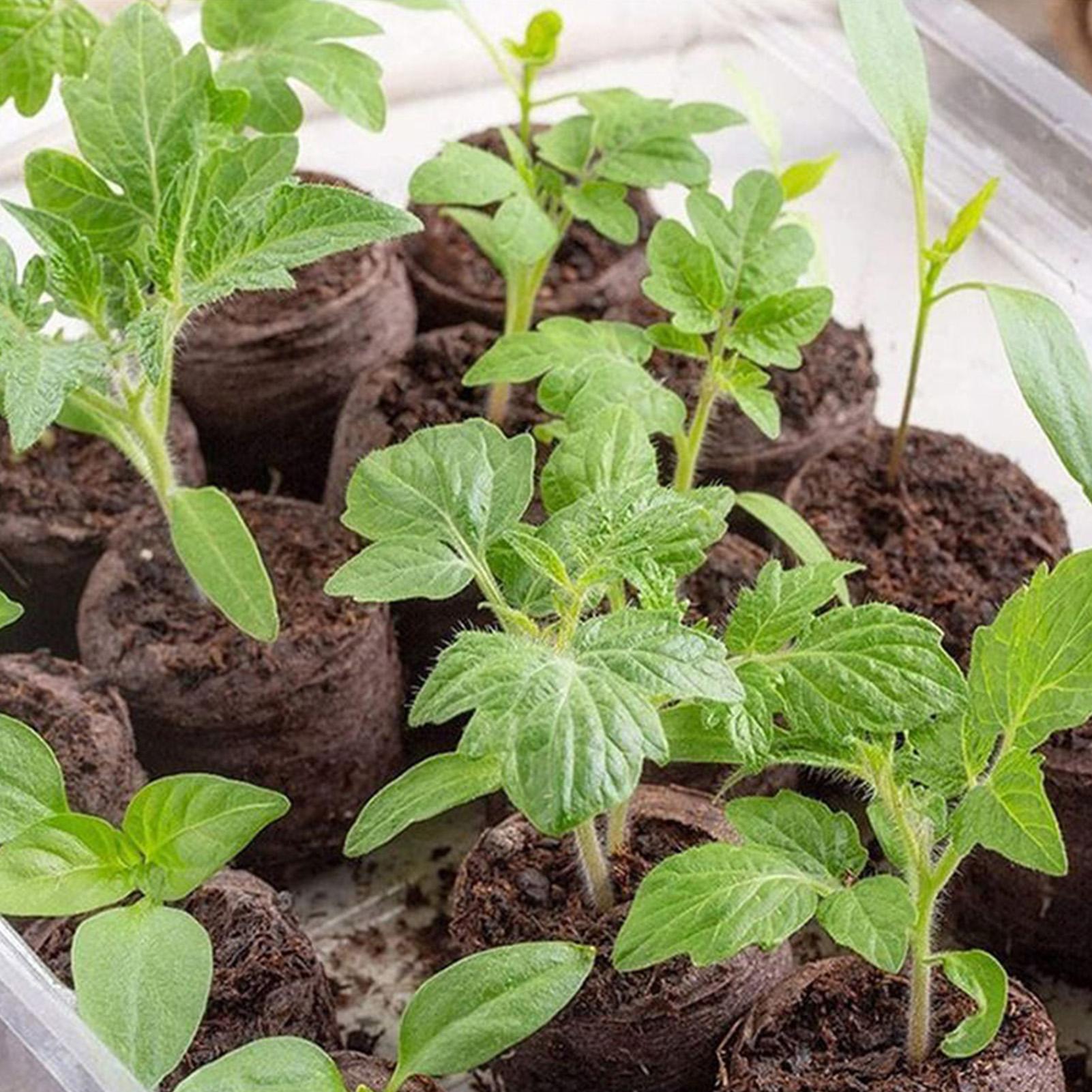 Peat Pellets 100 Piece Potting - Peat Pellet Tray บทวิจารณ์และราคา