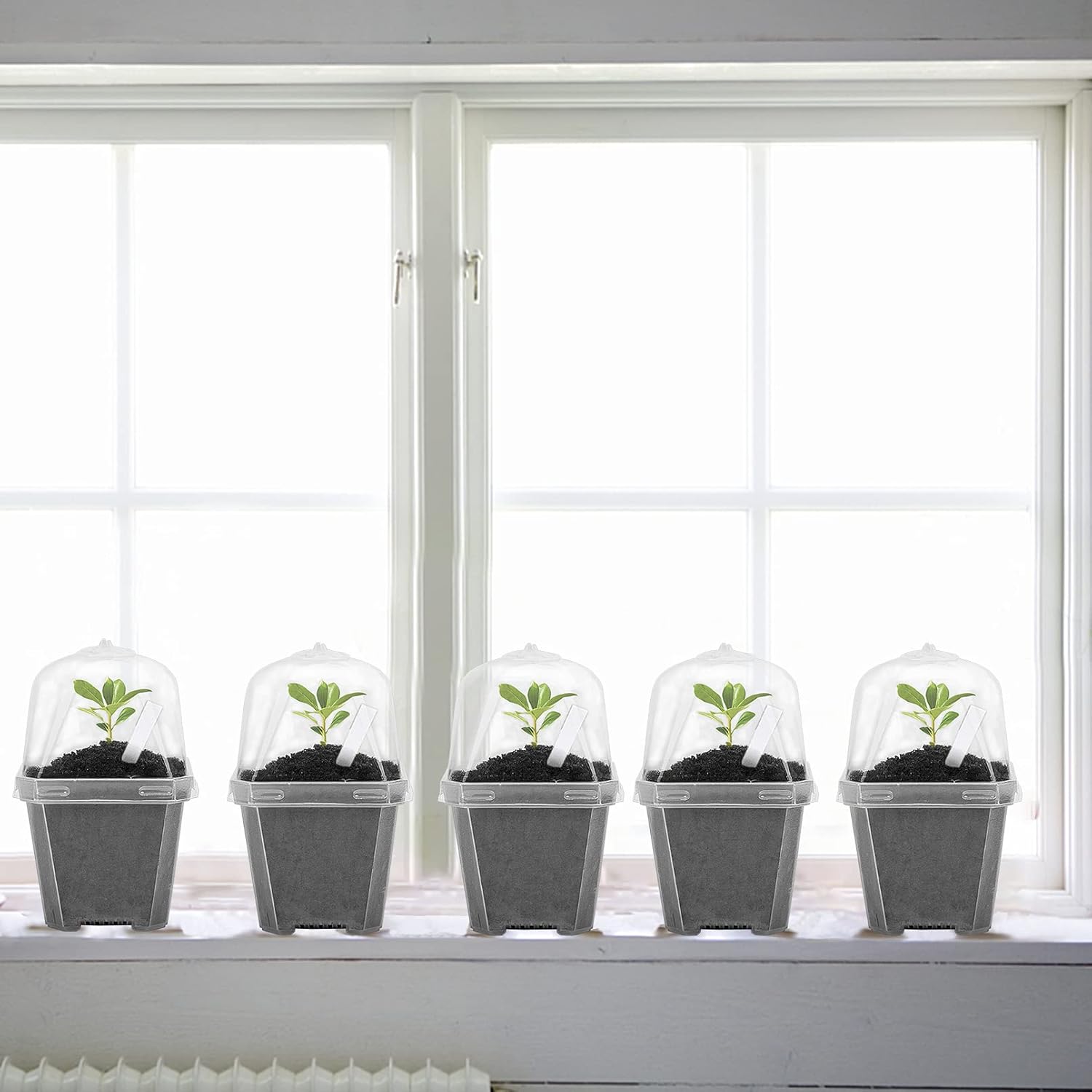 10 PCS Clear Plant Nursery Pot - Plastic Dome Clear บทวิจารณ์และราคา