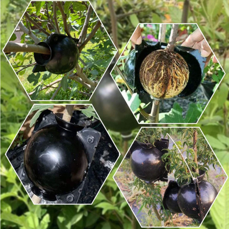 Garden Orchard Plants Grafting - Rooting Gel Clone บทวิจารณ์และราคา