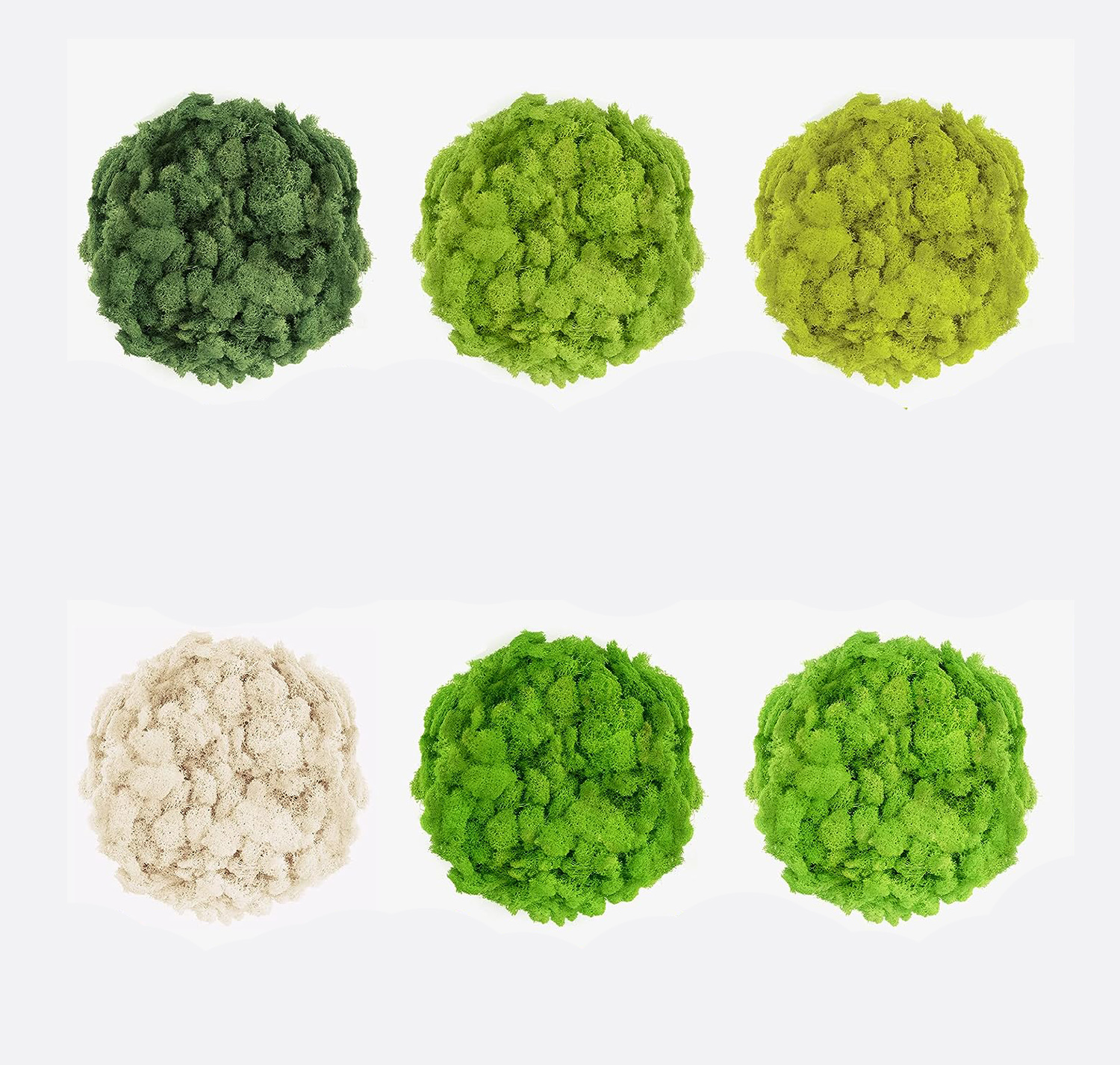 20/40/60g Eternal Life Moss Ar - Sphagnum Moss Dry บทวิจารณ์และราคา