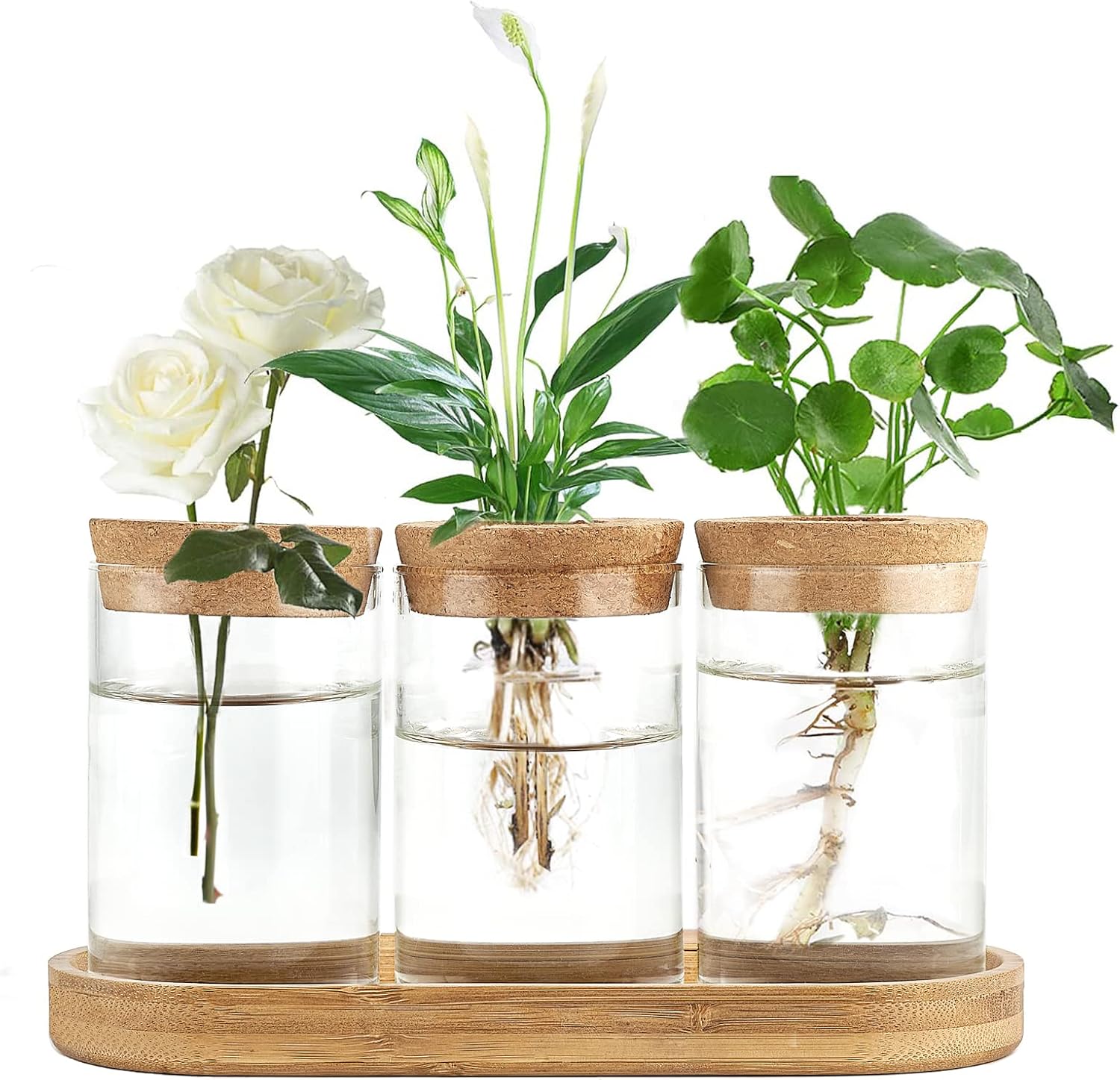 3 Pcs Glass Plant Propagation  - Propagation Station Vase บทวิจารณ์และราคา