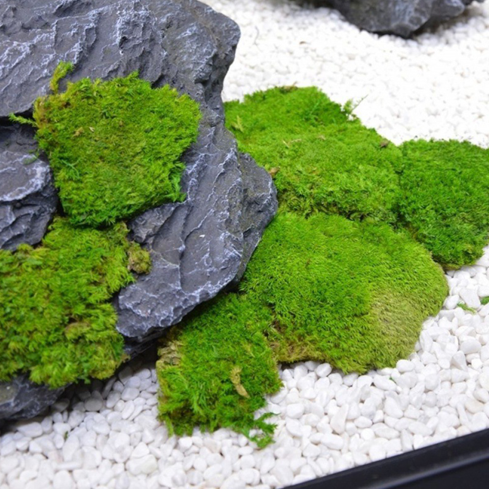 20/80g Eternal Life Moss Grass - Sphagnum Moss Dry บทวิจารณ์และราคา