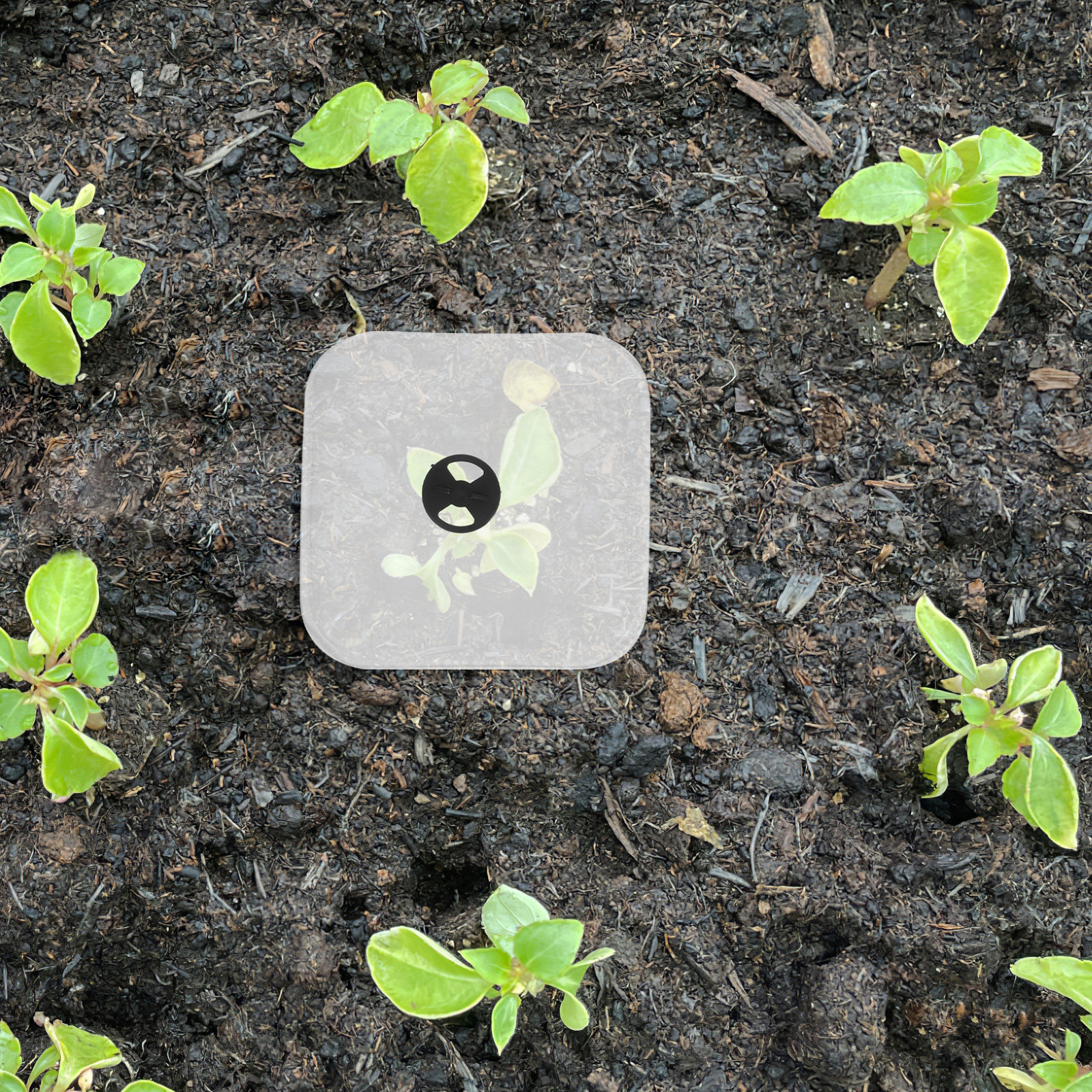6Pcs Plant Cover Humidity Dome - Plastic Dome Clear บทวิจารณ์และราคา