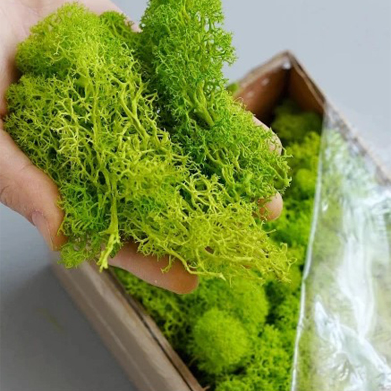 200g Artificial Green Plants M - Sphagnum Moss Dry บทวิจารณ์และราคา