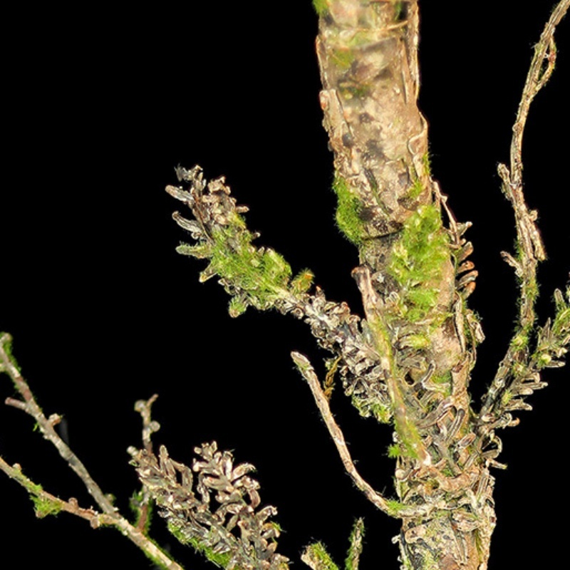 New Withered Vines Artificial  - Sphagnum Moss Dry บทวิจารณ์และราคา