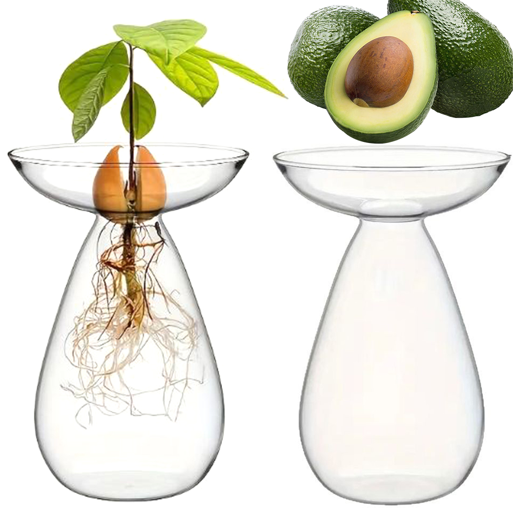 Avocado Seed Starter Vase Tran - Propagation Station Vase บทวิจารณ์และราคา