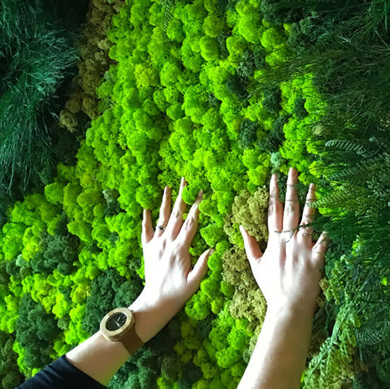 40/20g Artificial Moss Grass G - Sphagnum Moss Dry บทวิจารณ์และราคา